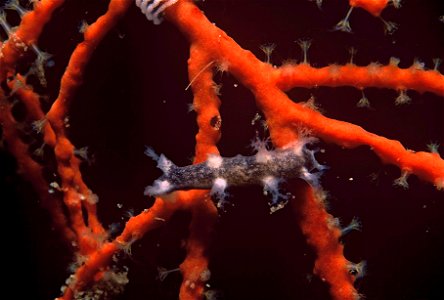 Après avoir déposé sa ponte, Tritonia plebeia se nourrit d'un polype de Lophogorgia ceratophyta : obs. pers.