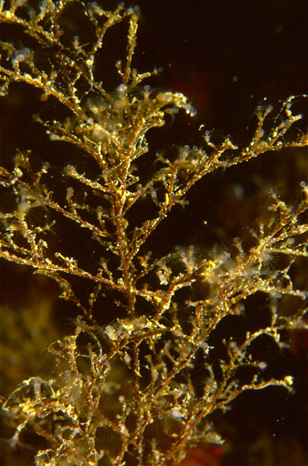 Eudendrium ramosum (Linnaeus, 1758) - Banyuls-sur-Mer : 08/84