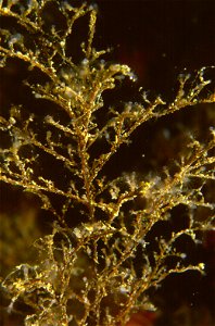 Eudendrium ramosum (Linnaeus, 1758) - Banyuls-sur-Mer : 08/84