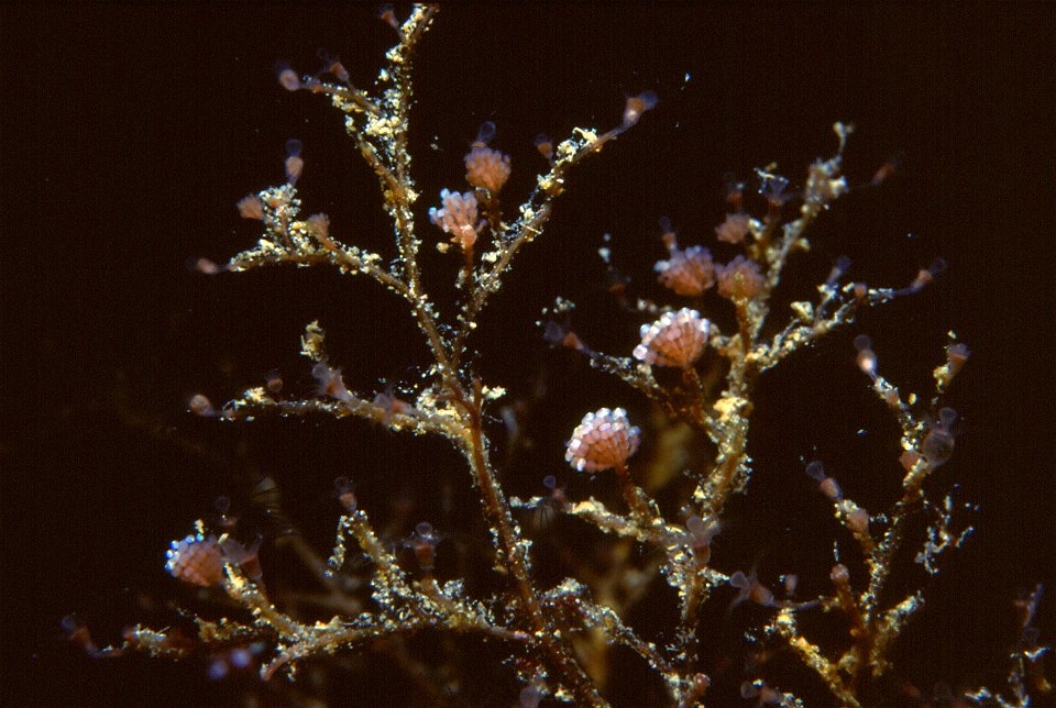 Eudendrium ramosum (Linnaeus, 1758) - Banyuls-sur-Mer : 07/1993 - jellyfish stade