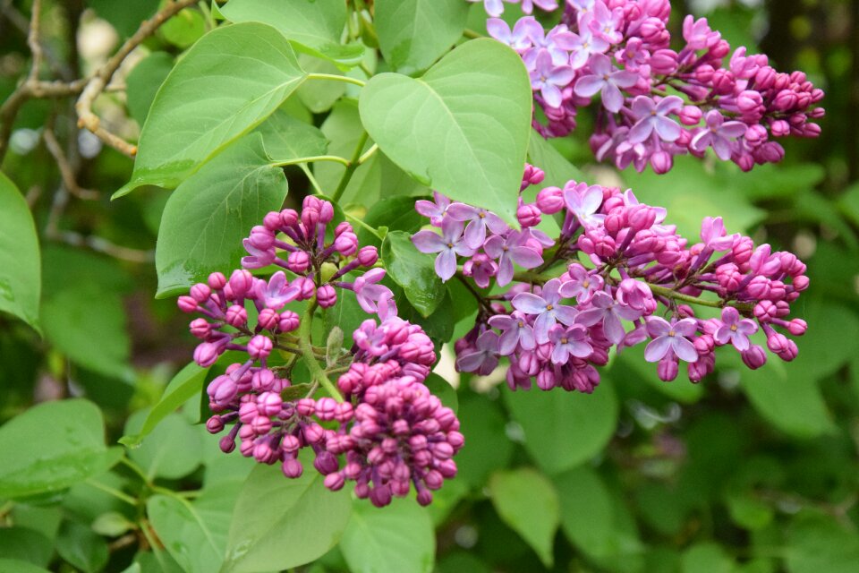 Nature pink flower foliage