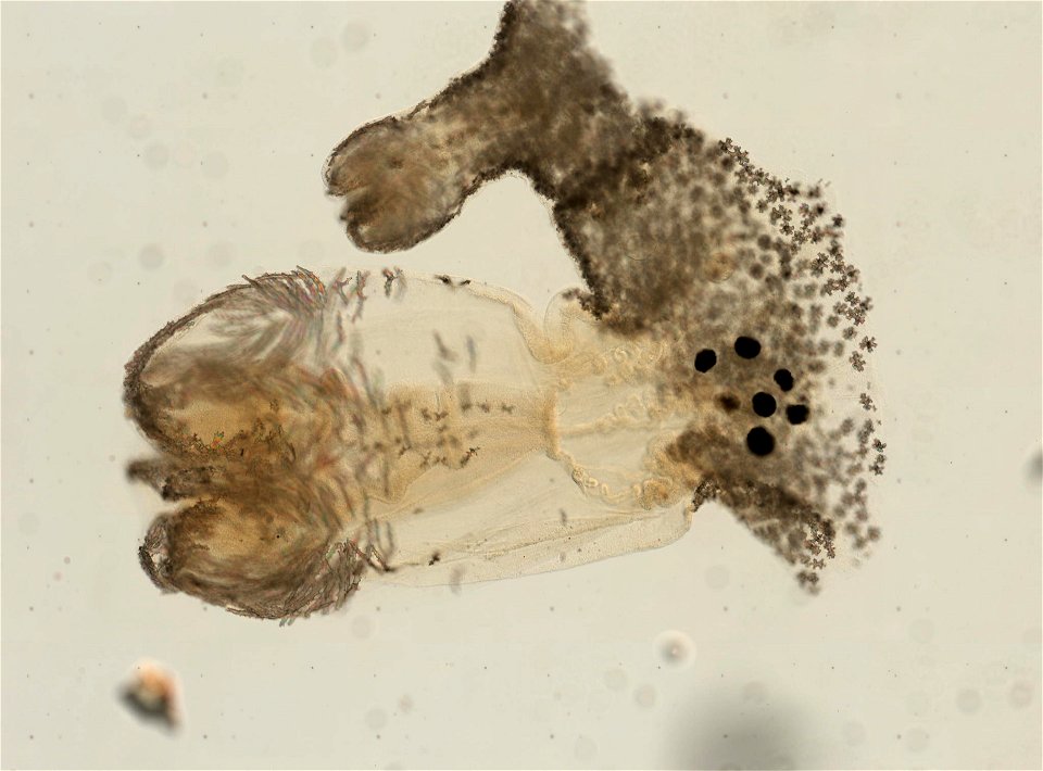 PRESERVED_SPECIMEN; ; ; 70% alc.; microslide; Gray Museum; IZ number 29405; lot count 2; Microslide 01, balsam, longitudinal section; Microslide 02, balsam, polyps; Microslide 03, balsam, sc