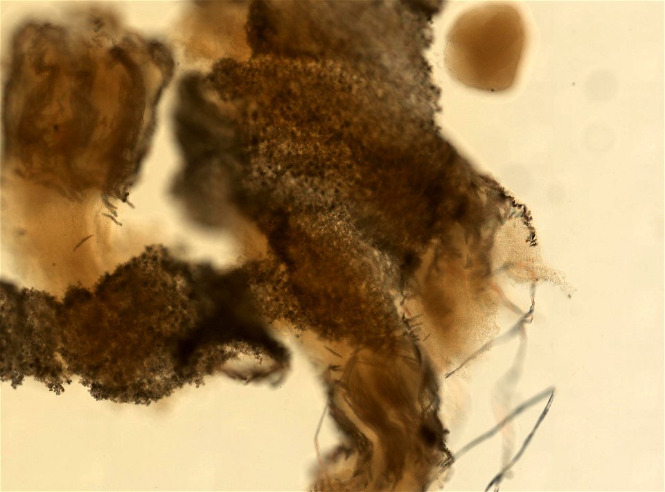 PRESERVED_SPECIMEN; ; ; 70% alc.; microslide; Gray Museum; IZ number 29407; lot count 1; Microslide 01, balsam, sclerites; Microslide 02, balsam, polyps; original catalog number GM 134; othe