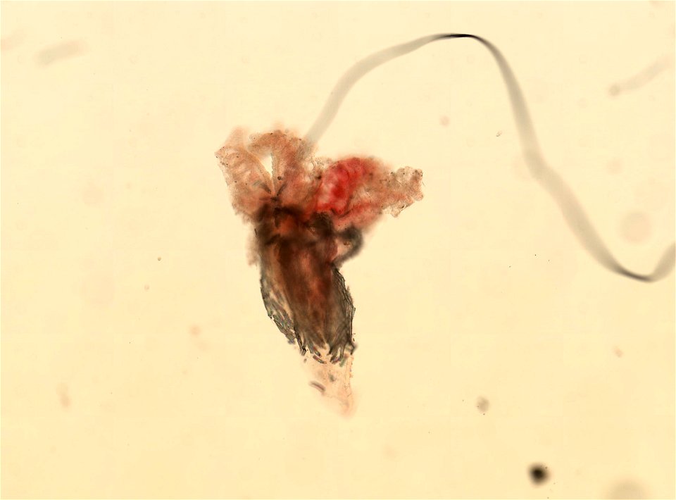 PRESERVED_SPECIMEN; ; ; 70% alc.; microslide; Gray Museum; IZ number 29413; lot count 2; Microslide 01, balsam, longitudinal section; original catalog number GM 145; other number GM Slide 64