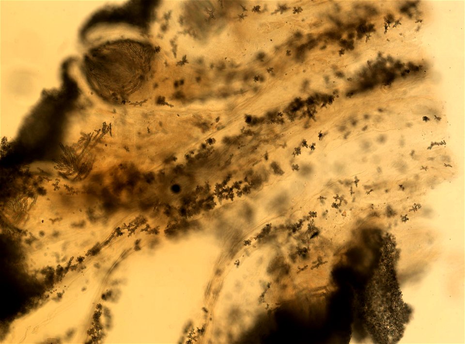PRESERVED_SPECIMEN; ; ; 70% alc.; microslide; Gray Museum; IZ number 35512; lot count 5; Microslide 01, balsam, polyps; Microslide 02, balsam, longitudinal section; Microslide 03, balsam, sc