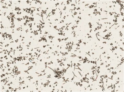 PRESERVED_SPECIMEN; ; ; 70% alc.; microslide; Gray Museum; IZ number 35512; lot count 5; Microslide 01, balsam, polyps; Microslide 02, balsam, longitudinal section; Microslide 03, balsam, sc