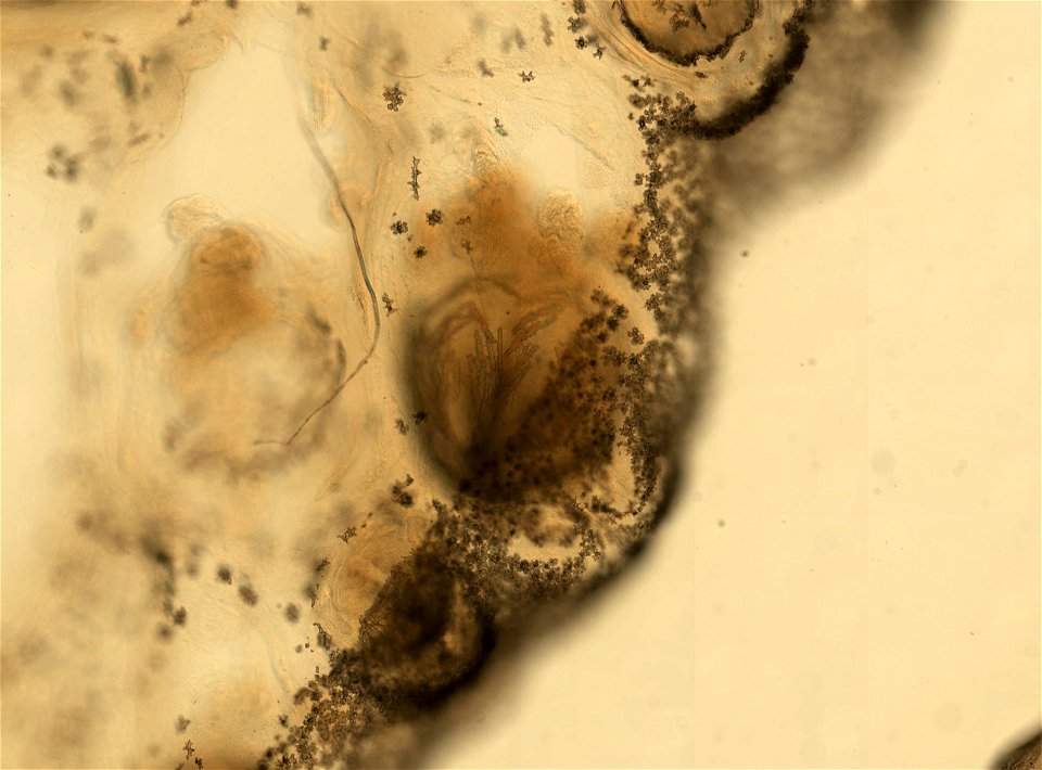 PRESERVED_SPECIMEN; ; ; 70% alc.; microslide; Gray Museum; IZ number 35513; lot count 4; Microslide 01, balsam, sclerites; Microslide 02, balsam, longitudinal section; Microslide 03, balsam,