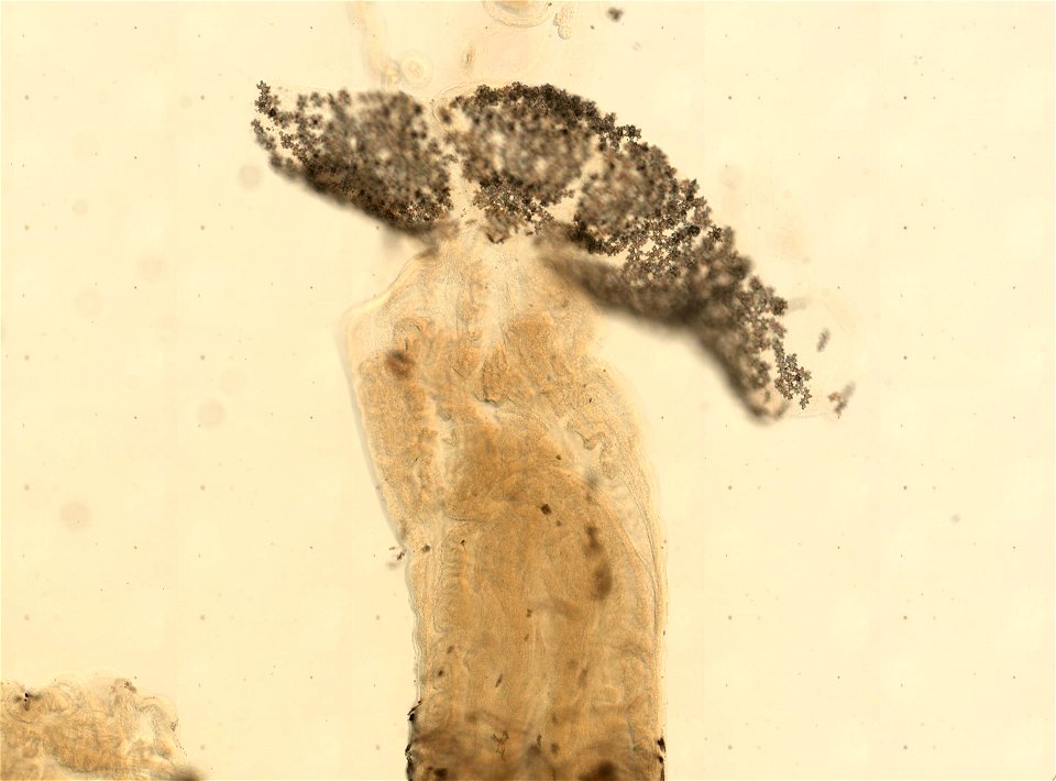 PRESERVED_SPECIMEN; ; ; 70% alc.; microslide; Gray Museum; IZ number 35513; lot count 4; Microslide 01, balsam, sclerites; Microslide 02, balsam, longitudinal section; Microslide 03, balsam,