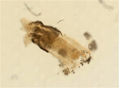 PRESERVED_SPECIMEN; ; ; 70% alc.; microslide; Gray Museum; IZ number 35514; lot count 3; Microslide 01, balsam, polyps; Microslide 02, balsam, sclerites; original catalog number GM 140; othe
