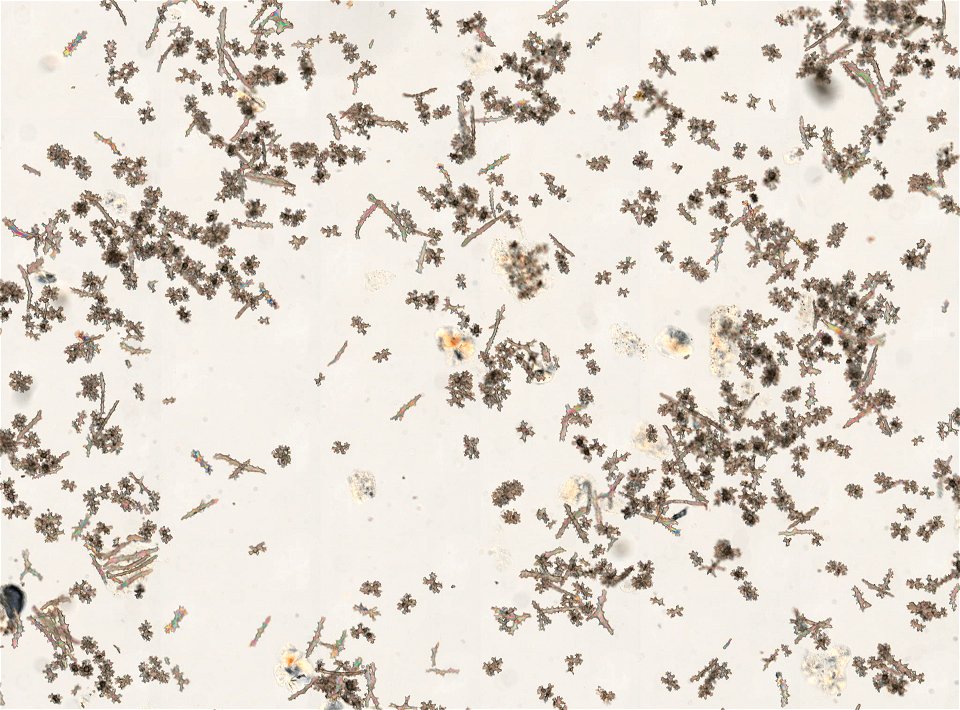 PRESERVED_SPECIMEN; ; ; 70% alc.; microslide; Gray Museum; IZ number 35514; lot count 3; Microslide 01, balsam, polyps; Microslide 02, balsam, sclerites; original catalog number GM 140; othe