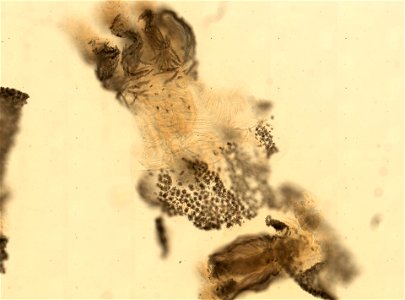 PRESERVED_SPECIMEN; ; ; microslide; Gray Museum; IZ number 73697; lot count 1; Microslide 01, balsam, sclerites; Microslide 02, balsam, polyps; original catalog number GM 135; other number G