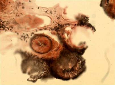 PRESERVED_SPECIMEN; ; ; microslide; Gray Museum; IZ number 73702; lot count 1; Microslide 01, balsam, sclerites; Microslide 02, balsam, polyps; Microslide 03, balsam, sclerites; Microslide 0