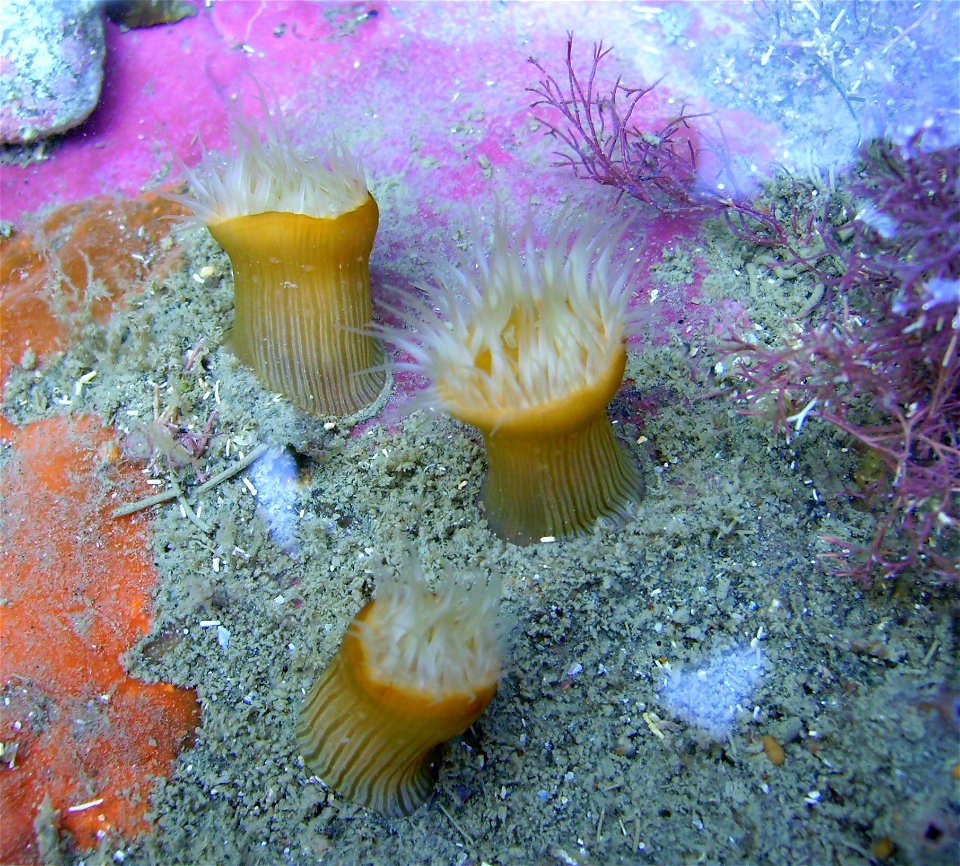 White striped anemone from Whangaparaoa, near Auckland, New Zealand.