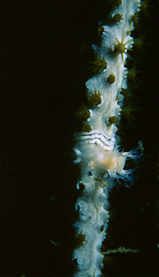 Ce mollusque se confond parfaitement avec le rameau de la gorgone blanche.