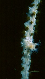 Ce mollusque se confond parfaitement avec le rameau de la gorgone blanche.