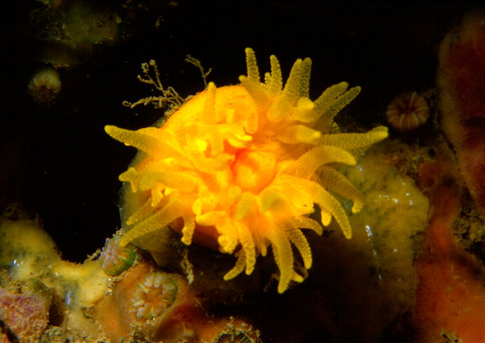 Leptosammia pruvoti (de Lacaze-Duthiers, 1897) - Banyuls-sur-Mer, Sec de Rédéris : 08/85
