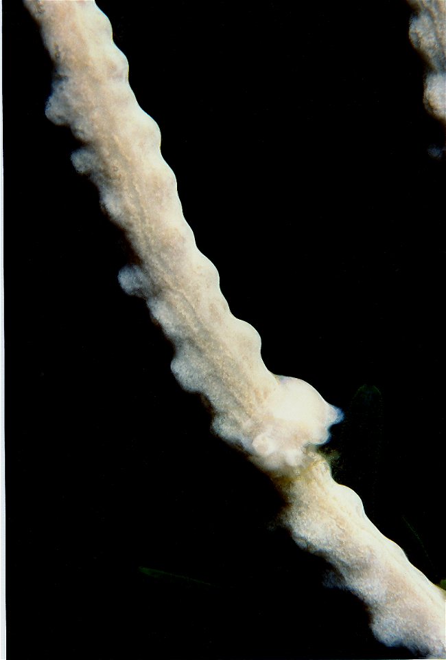 Tritonia nilsodhneri Marcus Ev., 1983, Eunicella singularis (Esper, 1794) - Banyuls-sur-Mer : 07/1997