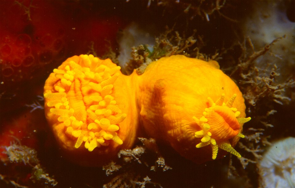 Leptosammia pruvoti (de Lacaze-Duthiers, 1897) - Banyuls-sur-Mer : 08/83