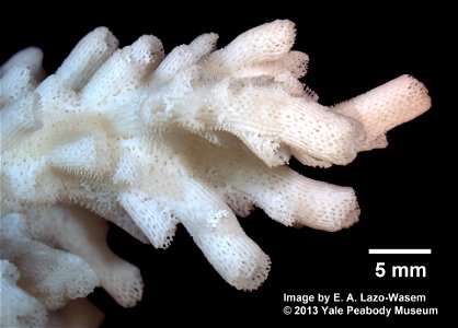 PRESERVED_SPECIMEN; ; ; dry; IZ number 3810; lot count 1;