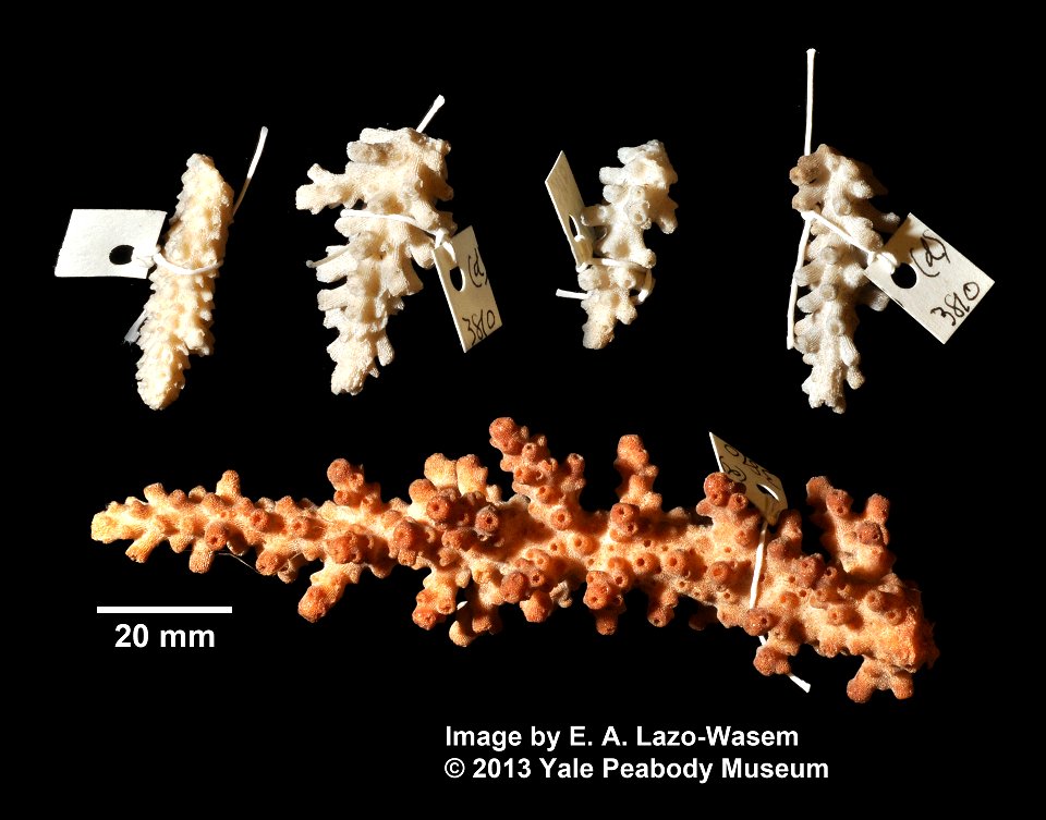 PRESERVED_SPECIMEN; ; ; dry; IZ number 3810; lot count 2;
