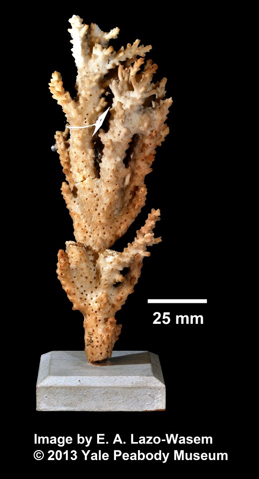 PRESERVED_SPECIMEN; ; ; dry; IZ number 3810; lot count 1;