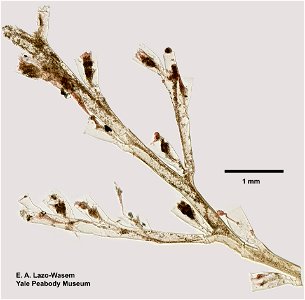 PRESERVED_SPECIMEN; ; ; microslide; microslide; IZ number 9137; lot count 1; Microslide 01, balsam, whole mount; Microslide 02, balsam, whole mount; 1878-09-17T00:00:00Z photo