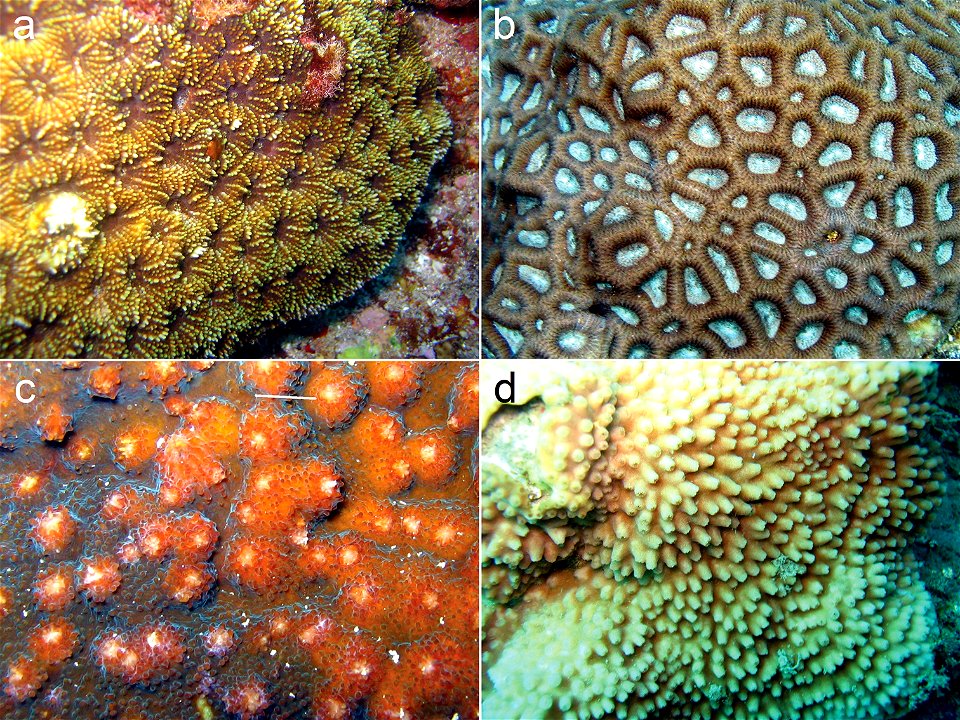 Figure 2; New scleractinian records for American Sāmoa. a Acanthastrea subechinata Veron, 2000 b Favites paraflexuosus Veron, 2000 c Echinophyllia echinoporoides Veron & Pichon, 1980 d Turbinaria 