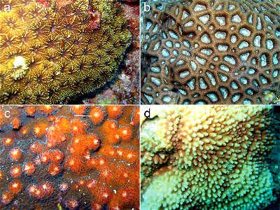 Figure 2; New scleractinian records for American Sāmoa. a Acanthastrea subechinata Veron, 2000 b Favites paraflexuosus Veron, 2000 c Echinophyllia echinoporoides Veron & Pichon, 1980 d Turbinaria 