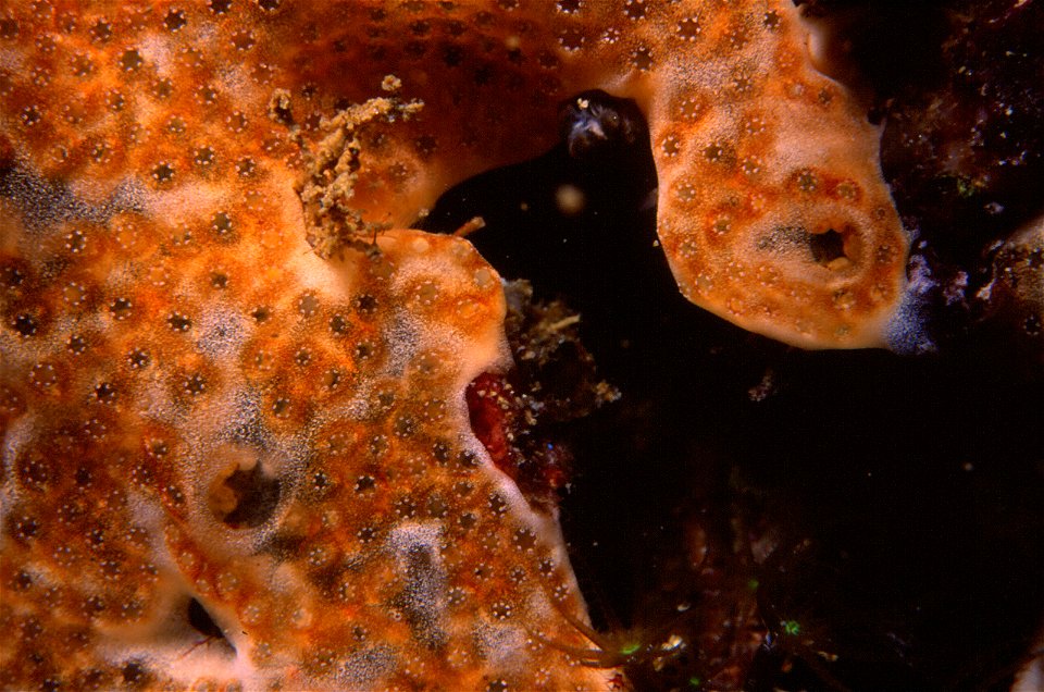 Lissoclinum weigelei Lafargue, 1968, Maasella edwardsi (de Lacaze-Duthiers, 1888) - Banyuls-sur-Mer : 07/94