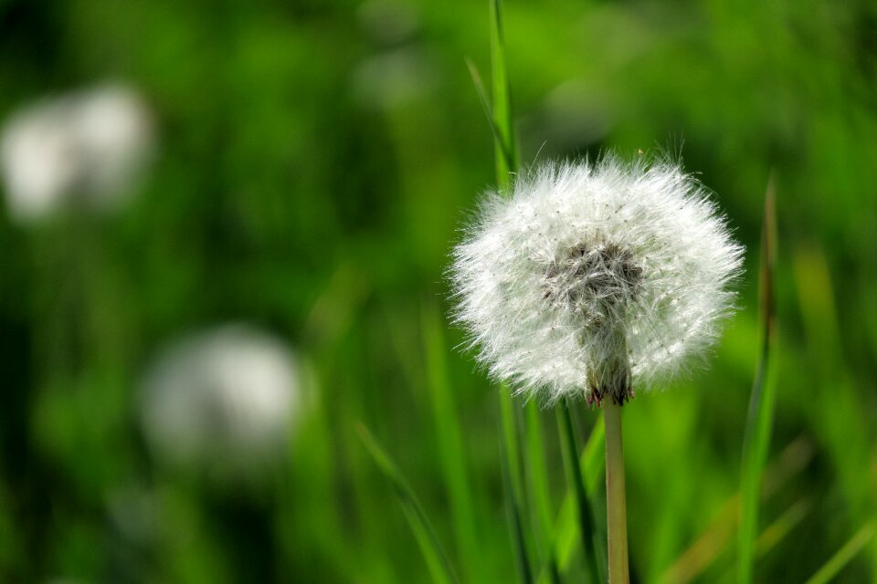 Dandelion nature plant