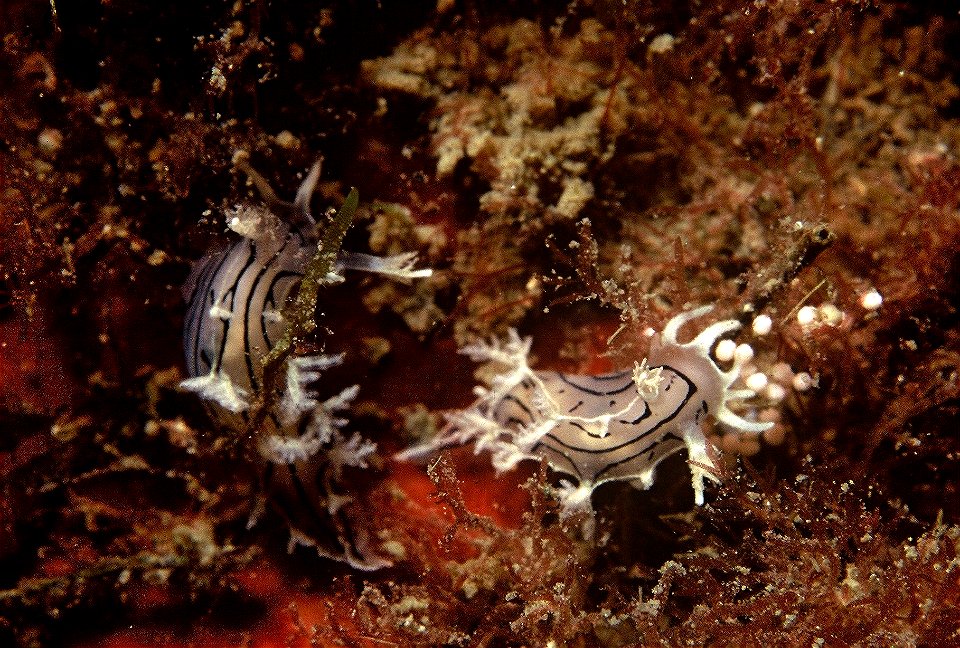 2 Tritonia striata se nourrissant d'oeufs de l'octocorallaire Maasella edwardsi : observation personnelle.