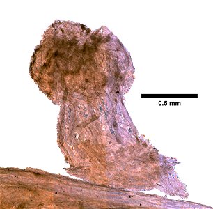 PRESERVED_SPECIMEN; ; ; microslide; microslide; microslide; CSBR Slide Grant Image 2016; IZ number 5807; lot count 1; Microslide 01, cardboard, fragment; Microslide 02, cardboard, fragment; 