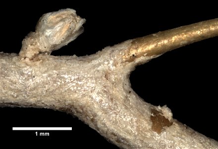 PRESERVED_SPECIMEN; ; ; microslide; microslide; microslide; CSBR Slide Grant Image 2016; IZ number 5807; lot count 1; Microslide 01, cardboard, fragment; Microslide 02, cardboard, fragment; 