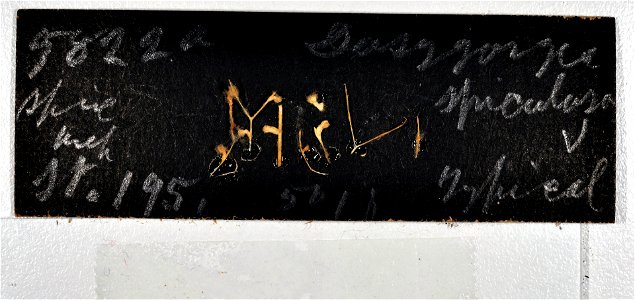 PRESERVED_SPECIMEN; ; ; microslide; CSBR Slide Grant Image 2016; IZ number 5822; lot count 1; Microslide 01, cardboard, fragment; Microslide 02, cardboard, fragment; other number MCZ 4857; 1