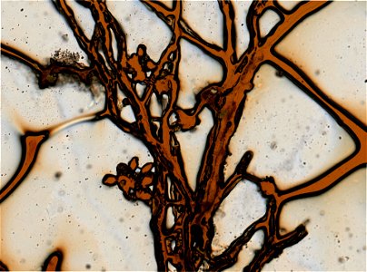 PRESERVED_SPECIMEN; ; ; microslide; IZ number 95665; lot count 1; Microslide 01, balsam, whole mount; 1871-01-01T00:00:00Z