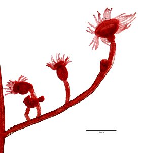 PRESERVED_SPECIMEN; ; ; microslide; Cnidaria demo; IZ number 77099; lot count 1; Microslide 01, balsam, whole mount;