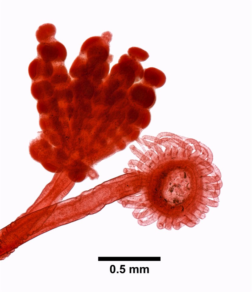 PRESERVED_SPECIMEN; ; ; microslide; IZ number 101990; lot count 1; Microslide 01, balsam, fragment;