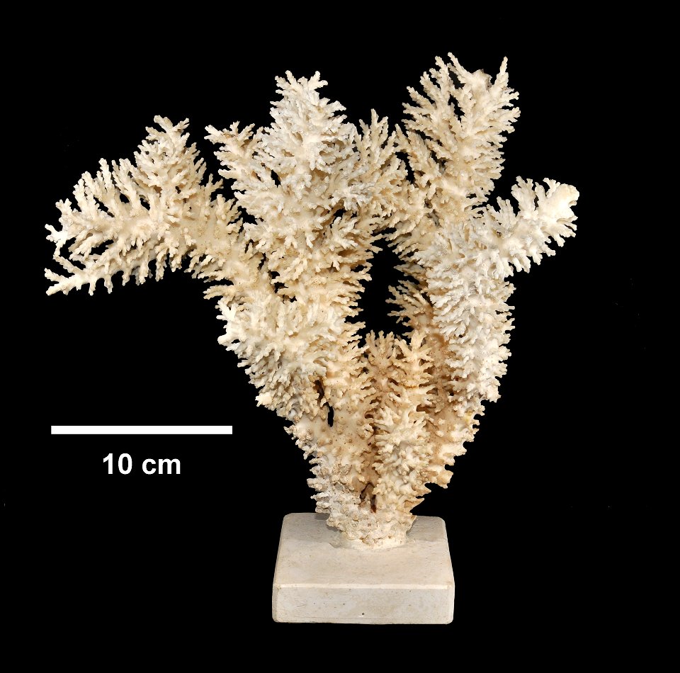 PRESERVED_SPECIMEN; ; ; dry; IZ number 1999; lot count 1; 1840-05-06T00:00:00Z