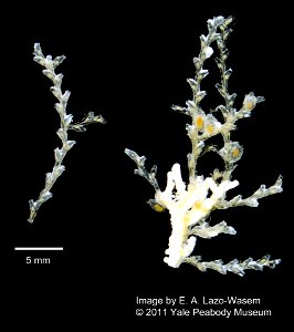 PRESERVED_SPECIMEN; ; ; 70% alc.; NSF; IZ number 35329; lot count 1;