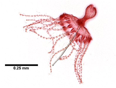 PRESERVED_SPECIMEN; ; LARVA; microslide; Cnidaria demo; IZ number 77098; lot count 1; Microslide 01, balsam, whole mount; larva; 1942-10-24T00:00:00Z