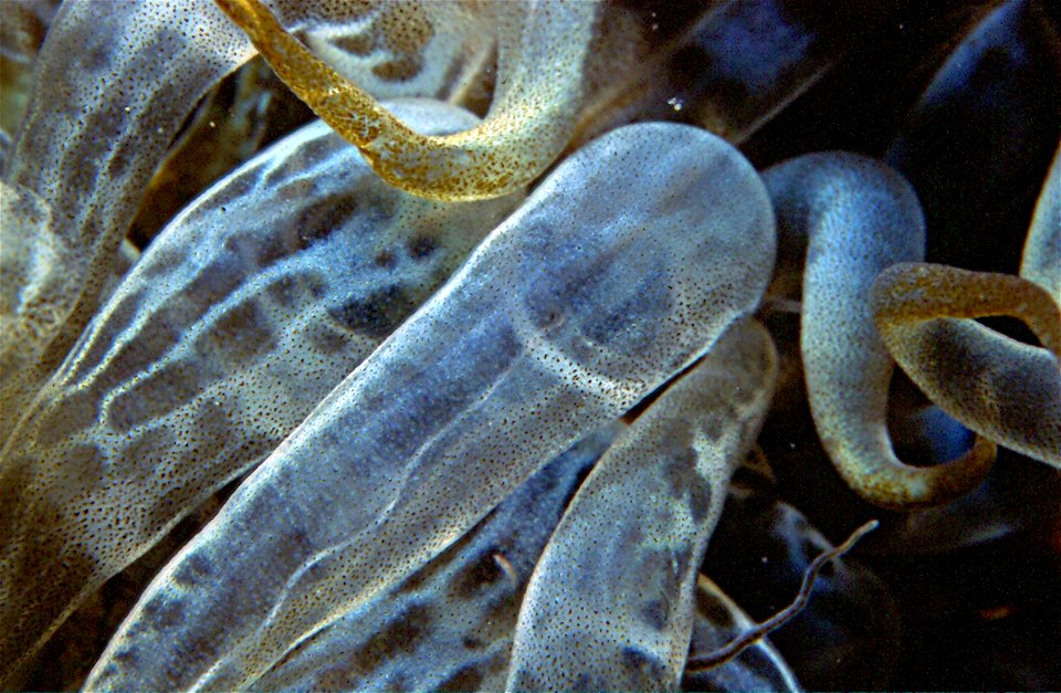 Aiptasia mutabilis (Gravenhorst, 1831) - Banyuls-sur-Mer : 07/1993