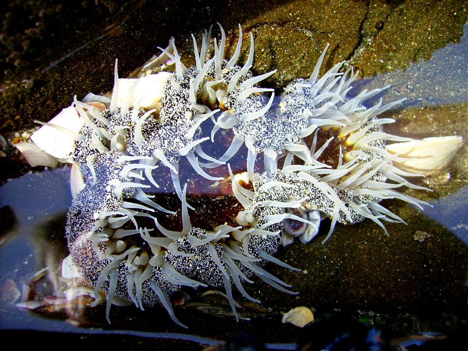 Isocradactis magna from Pakiri Beach, New Zealand.




Public domainPublic domainfalsefalse





This work has been released into the  by its author, Graham Bould. This applies worldwide.In some count