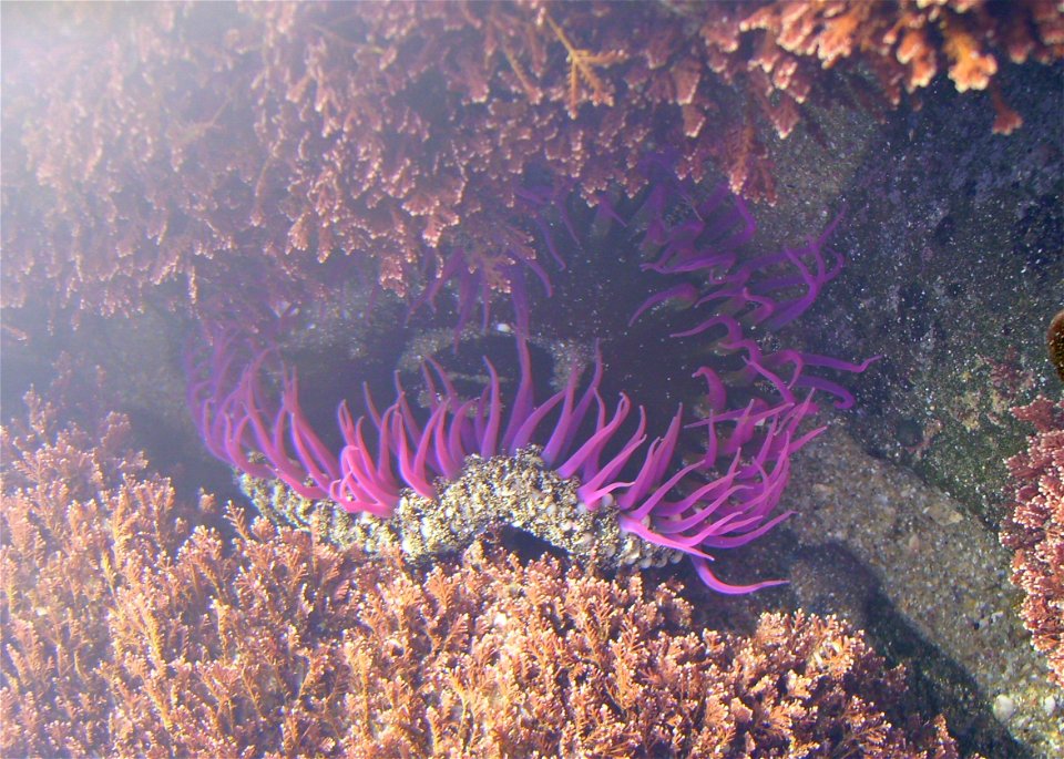 Isocradactis magna from Pakiri Beach, New Zealand.




Public domainPublic domainfalsefalse





This work has been released into the  by its author, Graham Bould. This applies worldwide.In some count