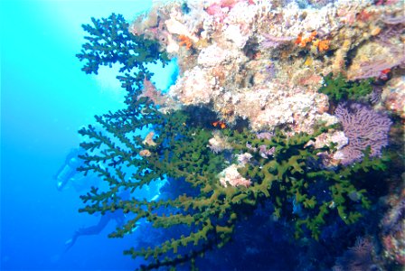 Tubastraea micrantha