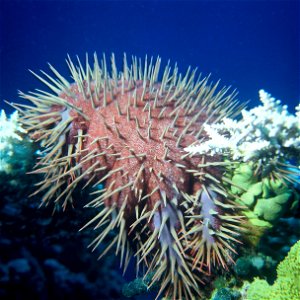 DescriptionDoornenkroon.JPG Doorenkroon (Acanthaster planci) Date 1986 Source Rode Zee Author Albert Kok Permission(Reusing this file) Public domain photo