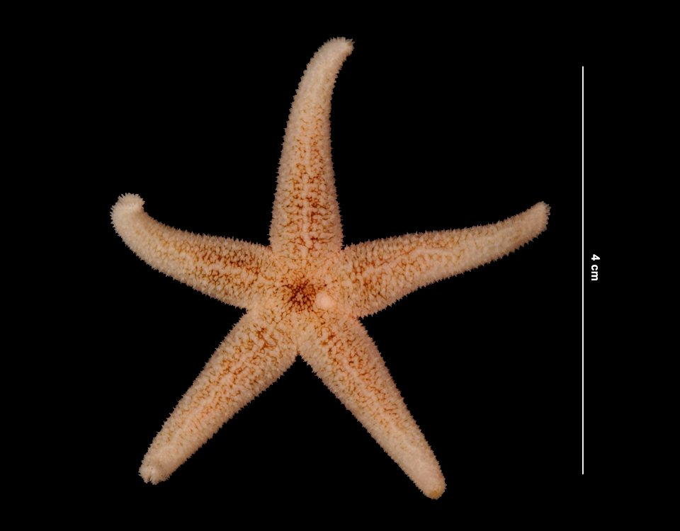 PRESERVED_SPECIMEN; Preparations: Alcohol (Ethanol); Asterias rubens Linnaeus, 1758; Individual count: 1; Type status: (no data); Identified by: Battelle/Woods Hole Oceanographic Institute for BLM/ M photo