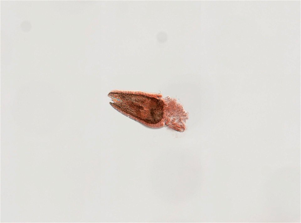 Asterias rubens Linnaeus, 1758 - Preserved specimen - pedicellaria
Asterias rubens (YPM IZ 031009). Digital Image: Yale Peabody Museum of Natural History; photo by Daniel J. Drew 2018; Identified by H