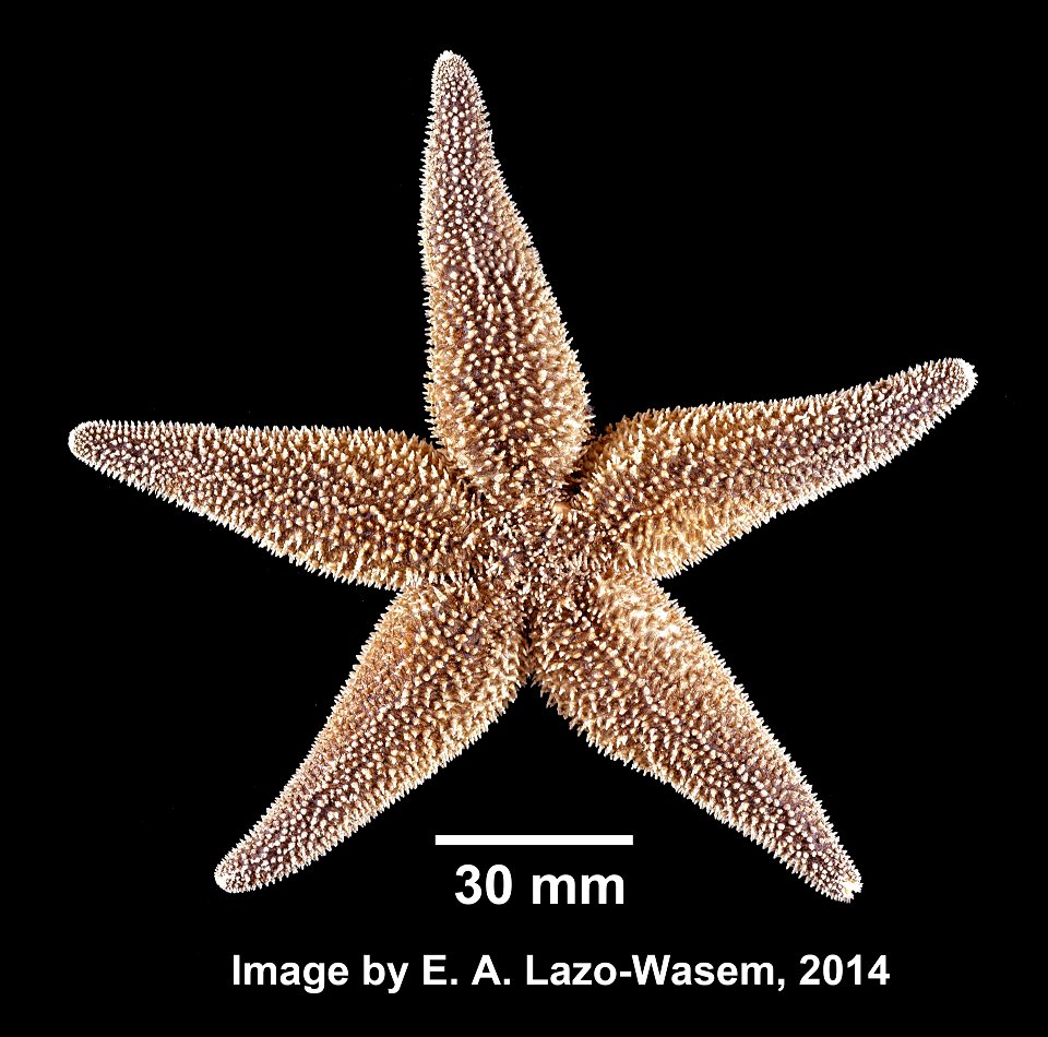 Asterias rubens Linnaeus, 1758 - Preserved specimen
Asterias rubens (YPM IZ 031019). Digital Image: Yale Peabody Museum of Natural History; photo by Eric A. Lazo-Wasem 2014 ; Determination Asteri
