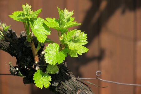 Plant nature food