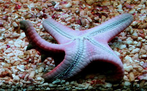 Sea star Protoreaster nodosus in Prague sea aquarium, Czech Republic